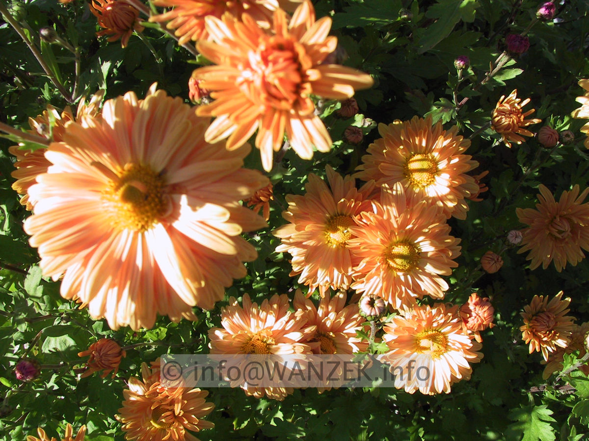Chrysanthemum Kleiner Bernstein 02.JPG